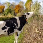 biologisch boeren in Friesland