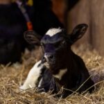 biologisch boeren in Friesland