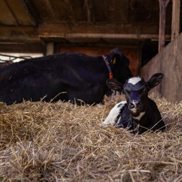 Woudstra's Pleats + IJstuin_LR-069