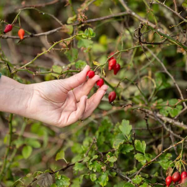 Woudstra's Pleats + IJstuin_LR-013