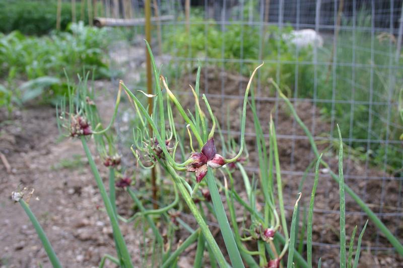 Egytische ui Egyptische ui (Allium cepa 'Viviparum') P11 pot - Afbeelding 1