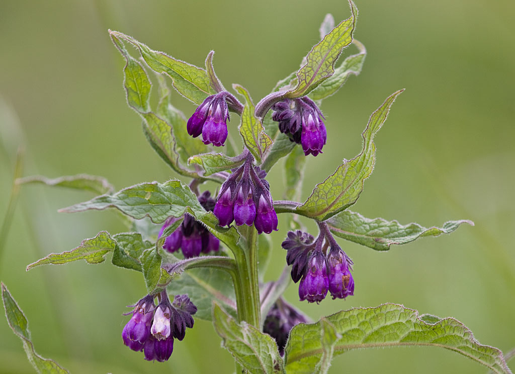 Symphytum-officinale Gewone smeerwortel (Symphytum Officinale) P11 pot - Afbeelding 1